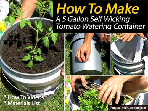 DIY Self Wicking Tomato Watering Container