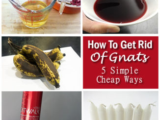 How To Get Rid Of Gnats