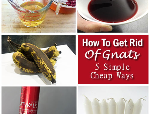 How To Get Rid Of Gnats