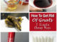 How To Get Rid Of Gnats