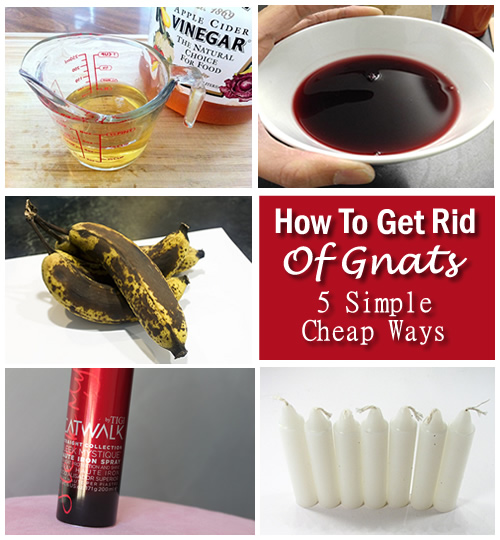How To Get Rid Of Gnats
