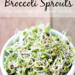 How To Grow Broccoli Sprouts