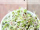 How To Grow Broccoli Sprouts