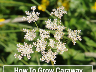 How To Grow Caraway