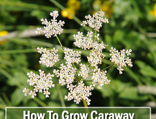 How To Grow Caraway