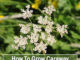 How To Grow Caraway