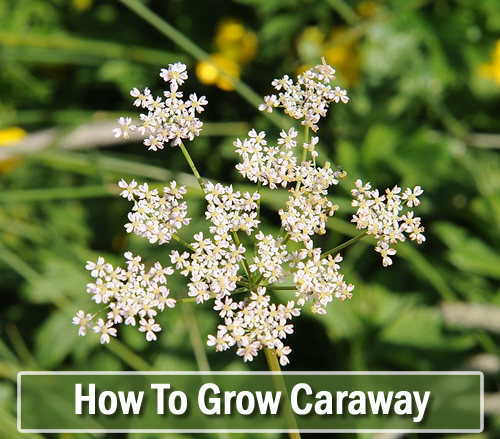 How To Grow Caraway