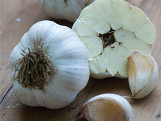 How To Grow Kettle River Giant Garlic