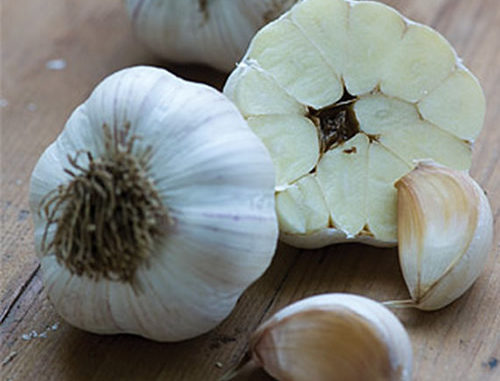 How To Grow Kettle River Giant Garlic