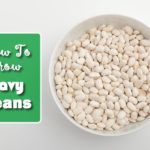 How To Grow Navy Beans