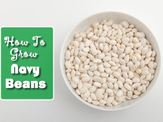 How To Grow Navy Beans