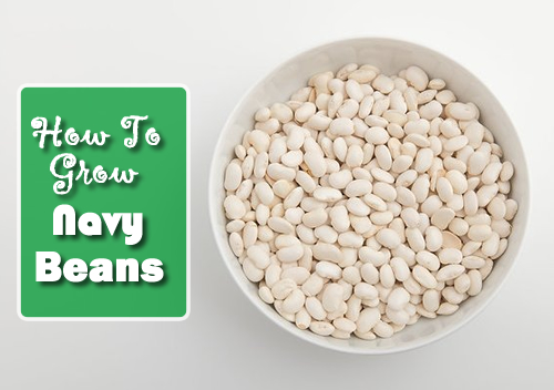 How To Grow Navy Beans