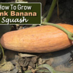 How To Grow Pink Banana Squash