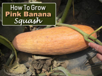 How To Grow Pink Banana Squash