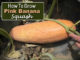 How To Grow Pink Banana Squash