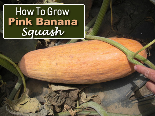 How To Grow Pink Banana Squash