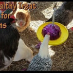 DIY Healthy Treat Holder For Chickens