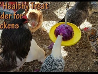 DIY Healthy Treat Holder For Chickens