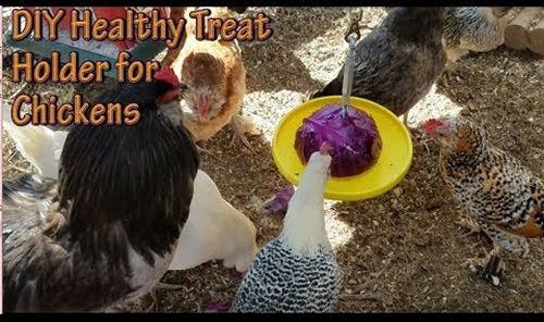DIY Healthy Treat Holder For Chickens