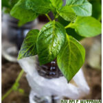 DIY Self Watering Plastic Bottle Seed Starter