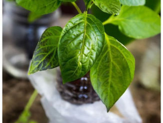 DIY Self Watering Plastic Bottle Seed Starter