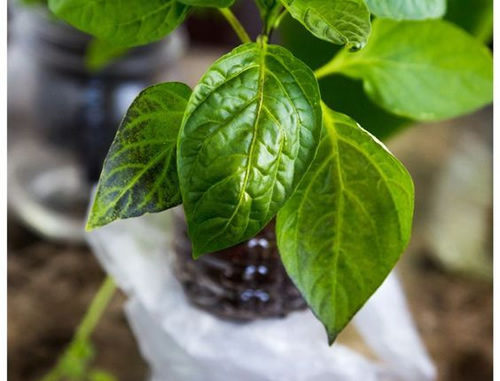 DIY Self Watering Plastic Bottle Seed Starter
