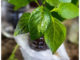 DIY Self Watering Plastic Bottle Seed Starter