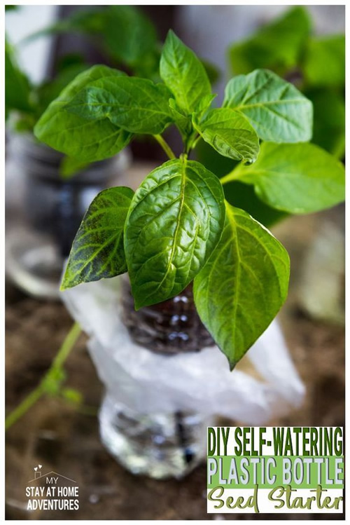 DIY Self Watering Plastic Bottle Seed Starter