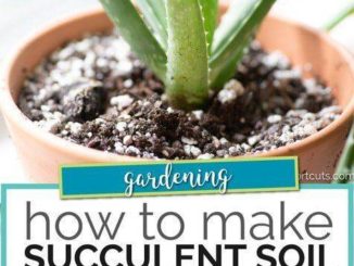 DIY Succulent Soil Mix