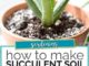 DIY Succulent Soil Mix