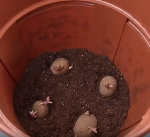 Easy Harvest Potato Planter