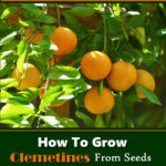 How To Grow Clementines From Seeds