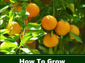 How To Grow Clementines From Seeds
