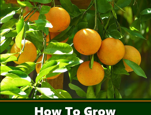 How To Grow Clementines From Seeds