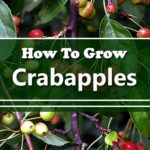 How To Grow Crabapples