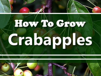 How To Grow Crabapples