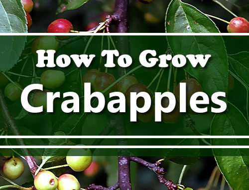 How To Grow Crabapples