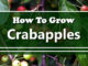 How To Grow Crabapples