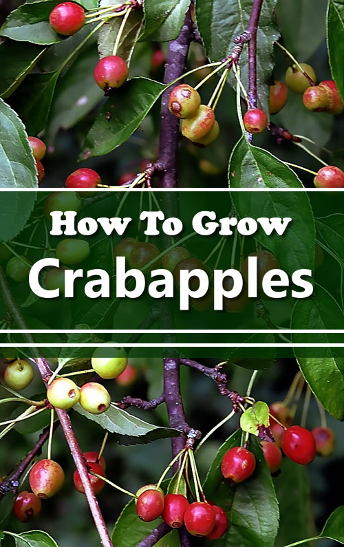How To Grow Crabapples