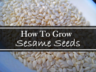 How To Grow Sesame Seeds