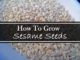 How To Grow Sesame Seeds