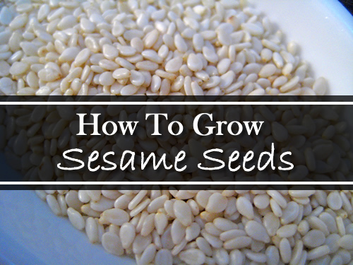 How To Grow Sesame Seeds