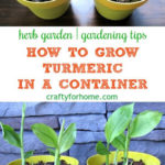 How To Grow Turmeric In Pots
