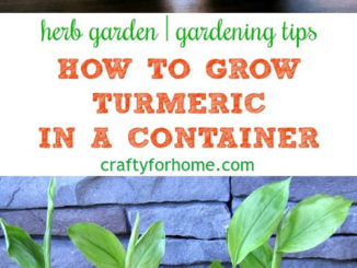 How To Grow Turmeric In Pots