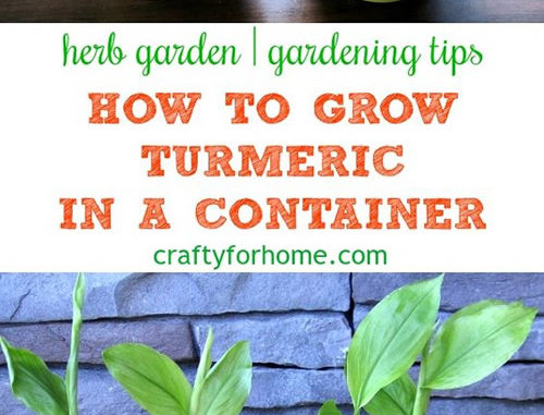 How To Grow Turmeric In Pots