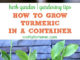 How To Grow Turmeric In Pots