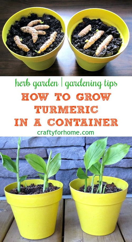 How To Grow Turmeric In Pots