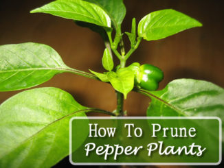 How To Prune Pepper Plants