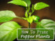 How To Prune Pepper Plants