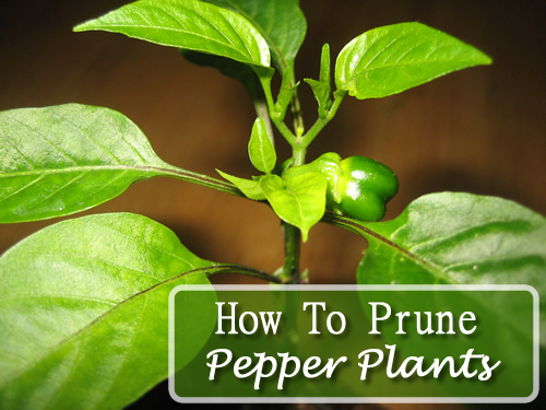 How To Prune Pepper Plants